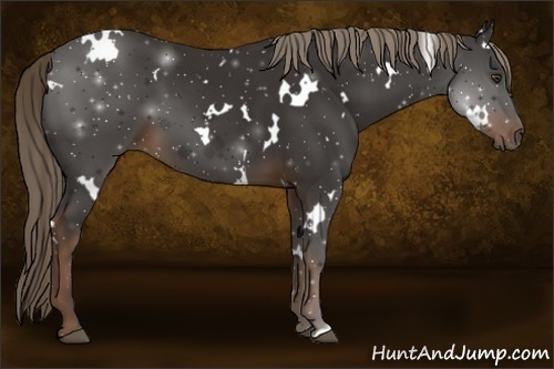 Horse Color:White Spotted Liver Chestnut