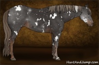 Horse Color:White Spotted Liver Chestnut 