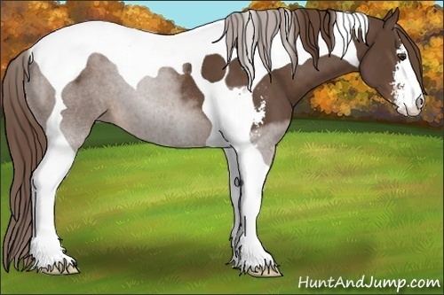 Horse Color:Liver Chestnut Sabino Tobiano 