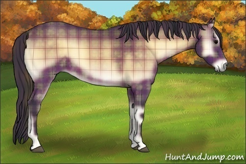 Horse Color:Plaid Bay Onyx