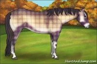 Horse Color:Plaid Bay Onyx
