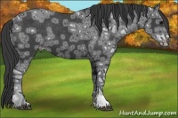 Horse Color:Black Ice Varnish Rabicano 