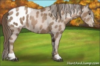 Horse Color:Black Pearl Sabino Varnish 