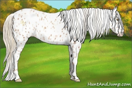 Horse Color:Gold Champagne Appaloosa  and Gold Champagne Appaloosa 