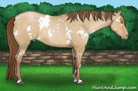 Horse Color:White Spotted Brown Pearl Dun