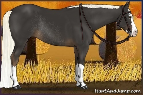 Horse Color:Liver Chestnut Sabino Splash Rabicano
