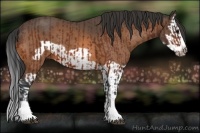 Horse Color:Bay Splash Frame and Buckskin Splash Frame