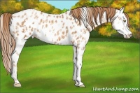 Horse Color:Gold Champagne Appaloosa  and Gold Champagne Splash Appaloosa 