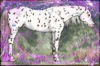 Horse Color:Chocolate Amber Champagne Appaloosa  and Chocolate Bay Appaloosa 