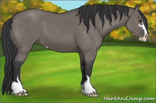 Horse Color:Grullo Sabino 