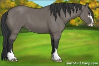 Horse Color:Grullo Sabino