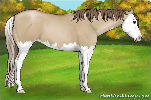 Horse Color:Grullo Pearl Sabino Splash 
