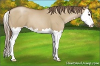 Horse Color:Grullo Pearl Sabino Splash 