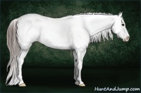 Horse Color:Grullo Sabino Appaloosa 