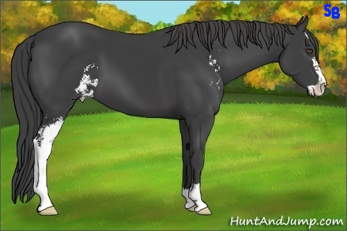 Horse Color:Smoky Black Sabino