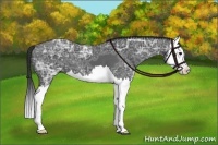 Horse Color:Black Ice Sabino Splash