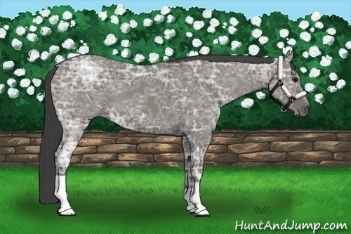 Horse Color:Smoky Grullo Ice 