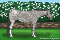 Horse Color:Smoky Grullo Ice 