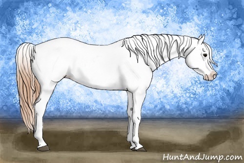 Horse Color:Smoky Black Appaloosa 