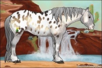 Horse Color:Bay Onyx Appaloosa Rabicano 