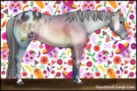 Horse Color:Bay Onyx Appaloosa