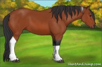 Horse Color:Bay Tobiano 