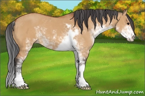 Horse Color:Bay Dun Sabino