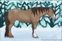 Horse Color:Classic Champagne 