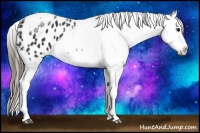 Horse Color:White Spotted Black Splash Tobiano Frame Varnish 