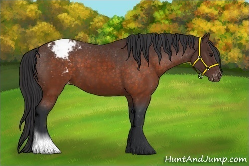 Horse Color:Brown Appaloosa 