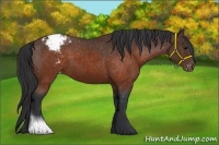 Horse Color:Brown Appaloosa 