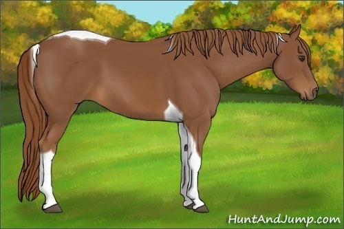 Horse Color:Chestnut Tobiano 