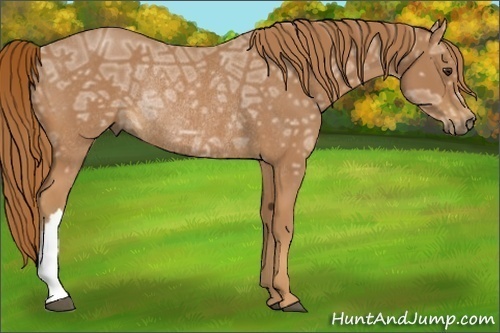 Horse Color:Chestnut Ice Rabicano 