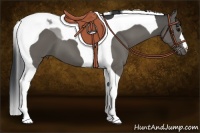 Horse Color:Grullo Tobiano