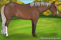 Horse Color:Silver Bay Roan