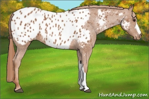 Horse Color:Chestnut Appaloosa