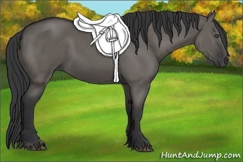 Horse Color:Grullo Rabicano