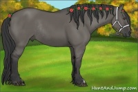 Horse Color:Grullo Rabicano 