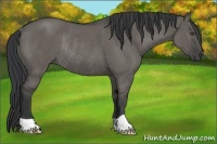 Horse Color:Grullo Rabicano 