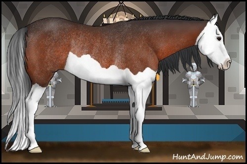 Horse Color:Bay Splash Rabicano 