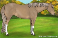 Horse Color:Palomino 