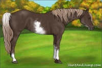 Horse Color:White Spotted Liver Chestnut 