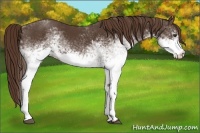 Horse Color:White Spotted Liver Chestnut 