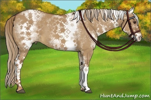Horse Color:White Spotted Red Dun 