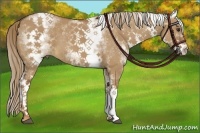 Horse Color:White Spotted Red Dun 