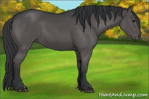 Horse Color:Black 