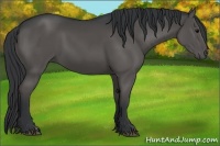 Horse Color:Black 