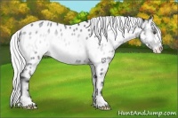 Horse Color:Silver Blue Onyx Chinchilla Roan Frame Near Leopard 
