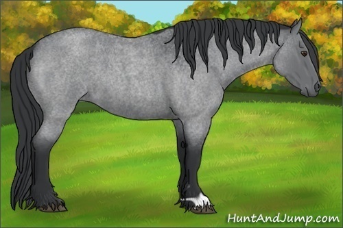 Horse Color:Blue Chinchilla Roan 