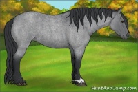 Horse Color:Blue Chinchilla Roan 